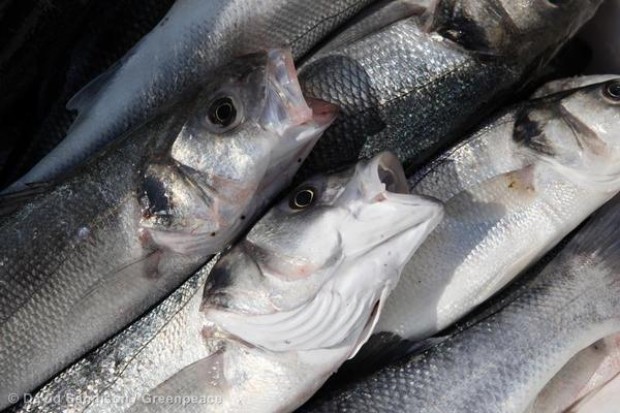 Sustainably caught fish in Hastings