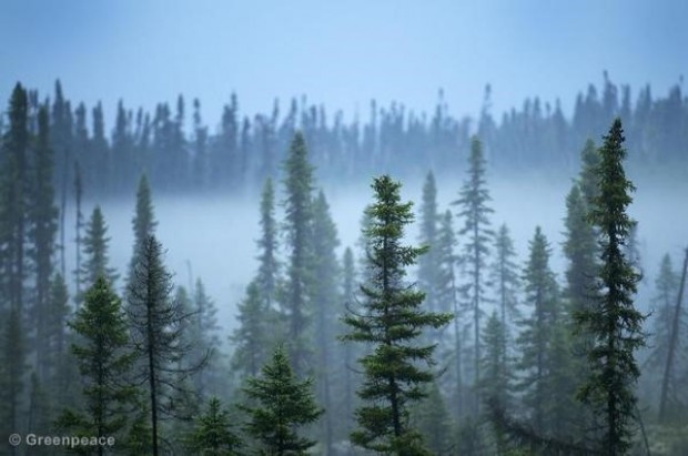 The Broadback Valley "Endangered Forest", one of Quebec’s last intact Boreal for