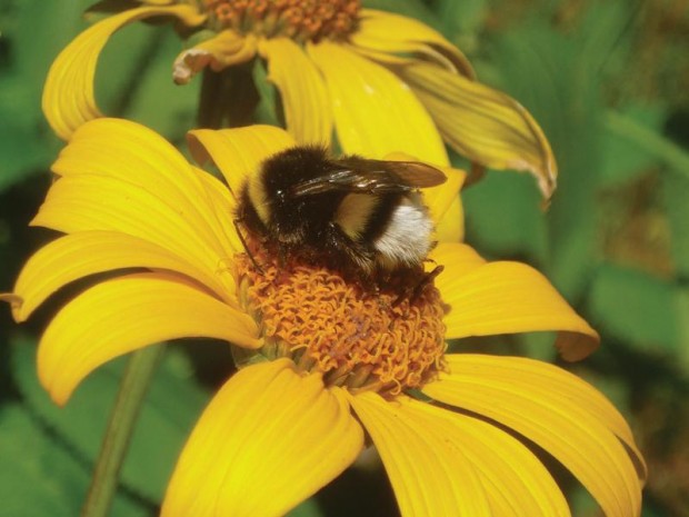 Bumblebee on a flower