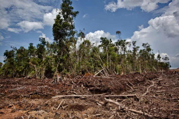 Forest clearance in land owned by a subsidiary of Bumitama Gunajaya Agro, West K