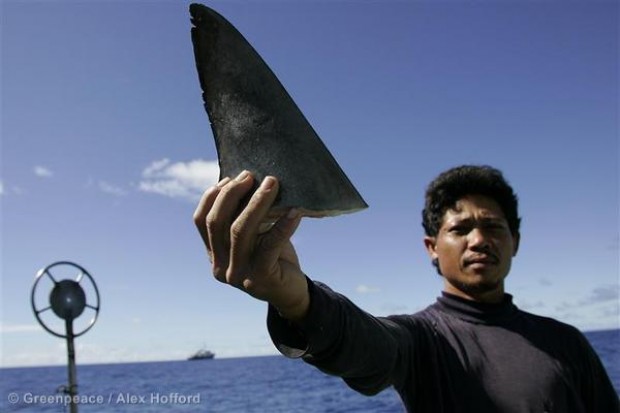 Shark fin soup drives the global shark finning trade.