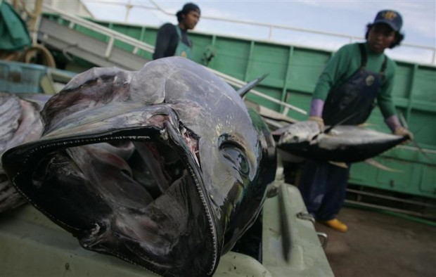 Bigeye tuna caught in the Pacific. Princes claims to use bigeye tuna from the In