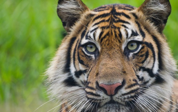 Sumatran tiger