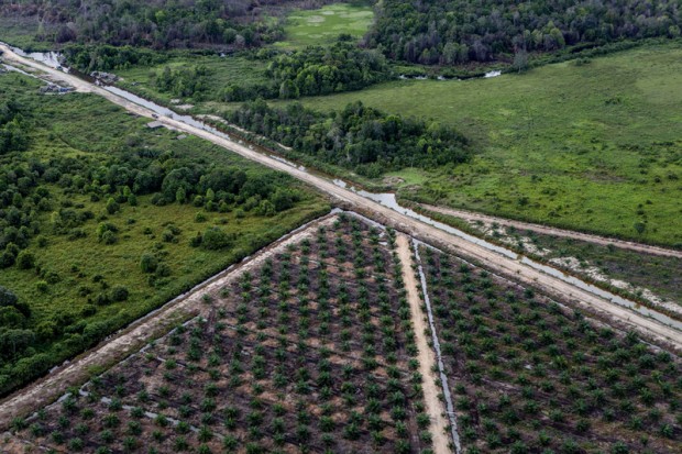 Young oil palm trees in a recently established plantation within IOI's PT BSS co