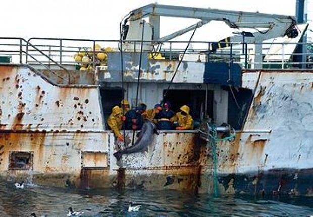 Illegal fishing for Patagonian toothfish in Antarctic waters