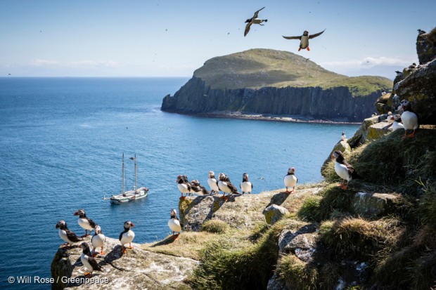 Puffins flying around cliffs with the sea in the background