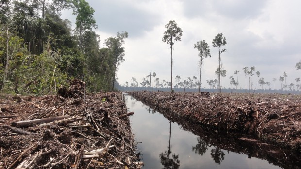 Forest and peatland clearance inside APP's Senepis tiger sanctuary