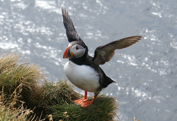 Puffin flapping its wings on cliff