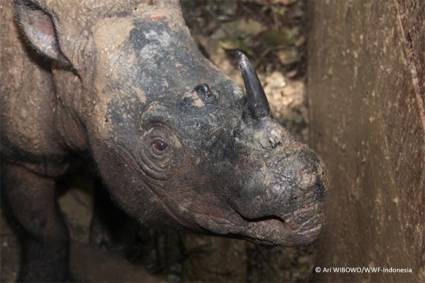 Sumatran rhino found in East Kalimantan, Indonesia