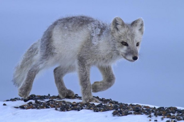 Arctic Fox