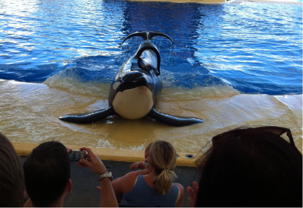 An orca performing