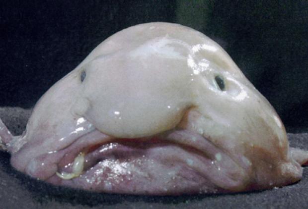 The people's choice. The blob fish.