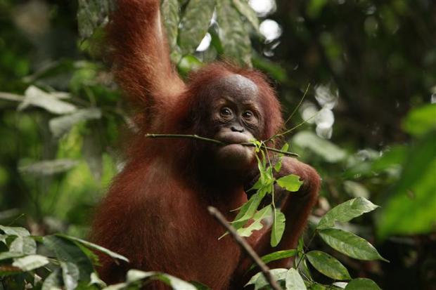 Orang-utan in Indonesia