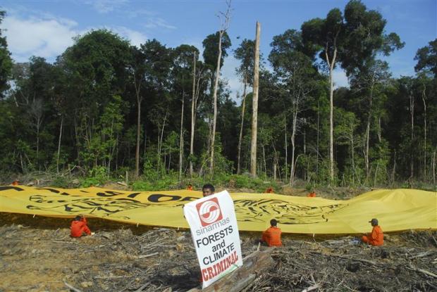 Exposing the real story of APP and deforestation in Indonesia