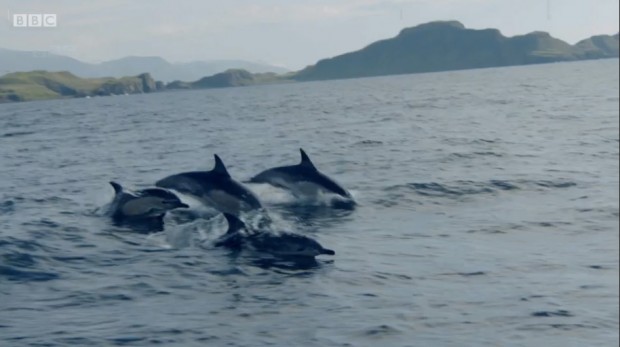 Common dolphins leaping from the ocean