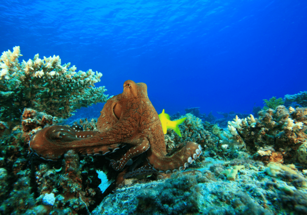 Octopus sitting on the sea bed