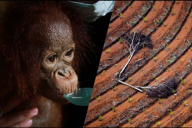 Orphaned orangutan and palm oil plantation