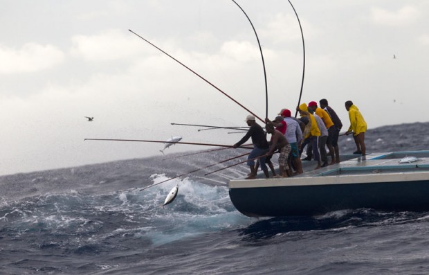 Maldives Pole-and-Line Tuna - RISE