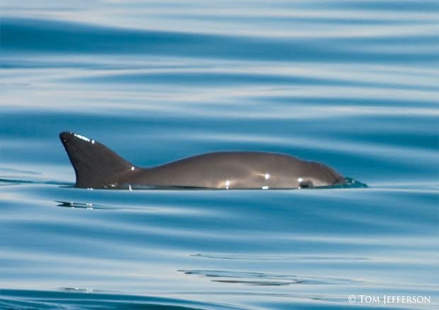 Image of vaquita porpoise