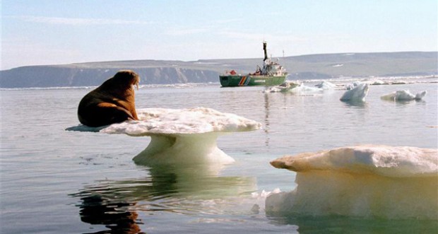 Walrus on an iceflow, with Greenpeace ship Arctic Sunrise in the background