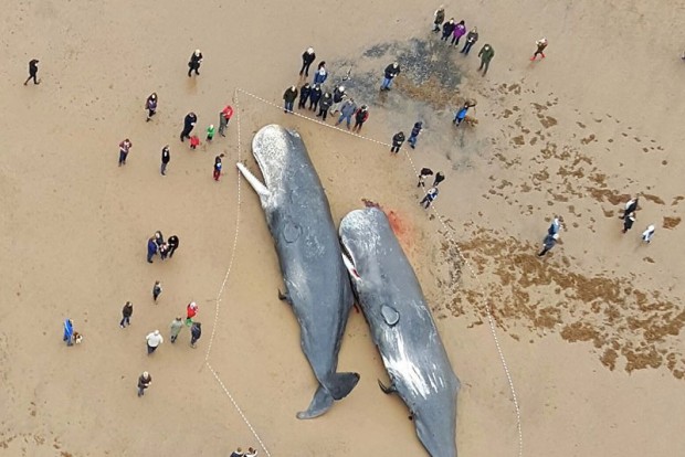 Sperm whales washed up on skegness beach