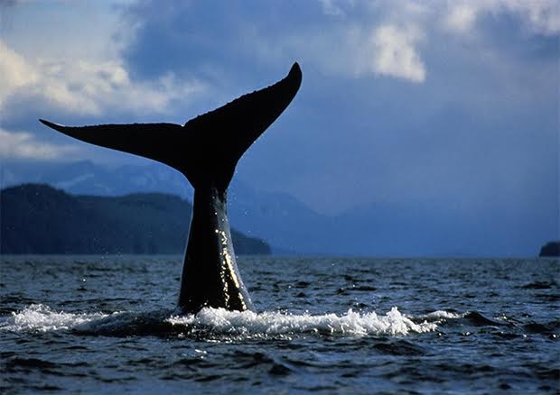 Image of a whale's fluke (tail)