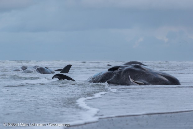 Sperm whales beached on the Dutch Island of Texel, Jan 2016