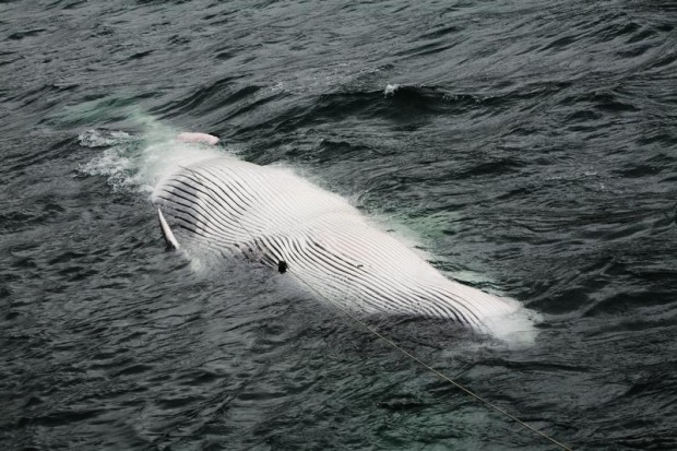 Fin whale caught by an Icelandic whaling ship