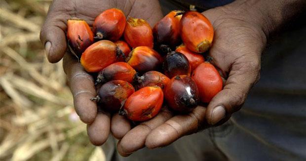 Oil palm fruit