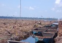 Cleared forest in Sumatra, which was once tiger habitat
