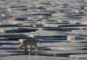 Polar bear crossing the melting sea ice