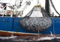 Tuna and bycatch caught in the east Pacific