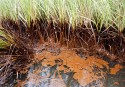 Heavy crude oil in the wetland grasses on an island in Bay Batiste