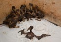 Oiled Brown Pelicans in Louisiana