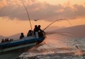 Skipjack tuna caught by pole-and-line off Flores, Indonesia