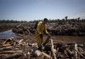 Deforestation in Sumatra, Indonesia by Sinar Mas supplier PT Arara Abadi