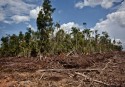 Forest clearance in land owned by a subsidiary of Bumitama Gunajaya Agro, West K