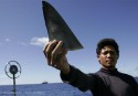 Shark fin soup drives the global shark finning trade.