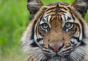 Sumatran tiger