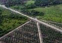 Young oil palm trees in a recently established plantation within IOI's PT BSS co