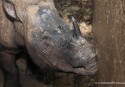 Sumatran rhino found in East Kalimantan, Indonesia