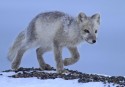 Arctic Fox