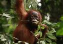 Orang-utan in Indonesia