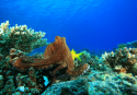 Octopus sitting on the sea bed