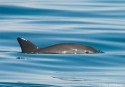 Image of vaquita porpoise