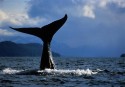 Image of a whale's fluke (tail)