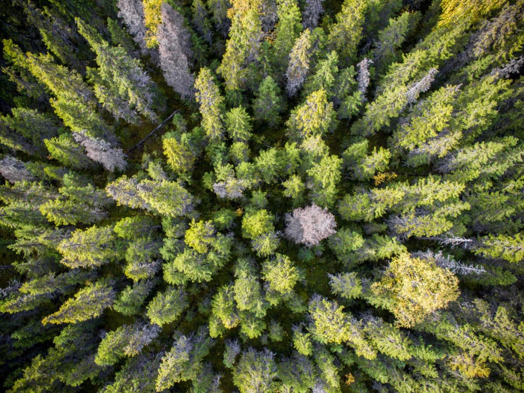 Image for In pictures: Fantastic Forests, celebrate Terrific Trees on International Day of Forests