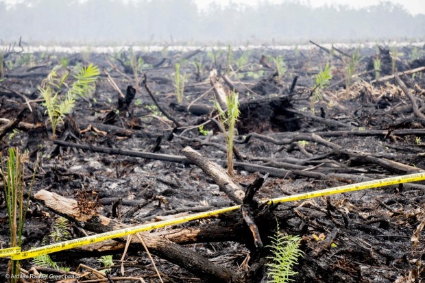 Image for Palm oil: who’s still trashing forests?