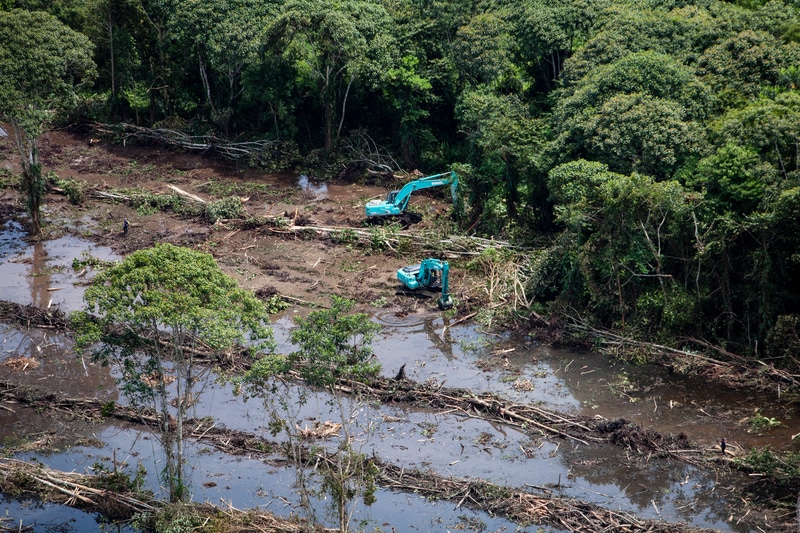 Image for HSBC: what they’ve said about funding deforestation, and why it’s wrong