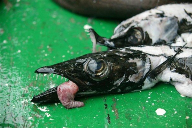 Image for Sustainable seafood